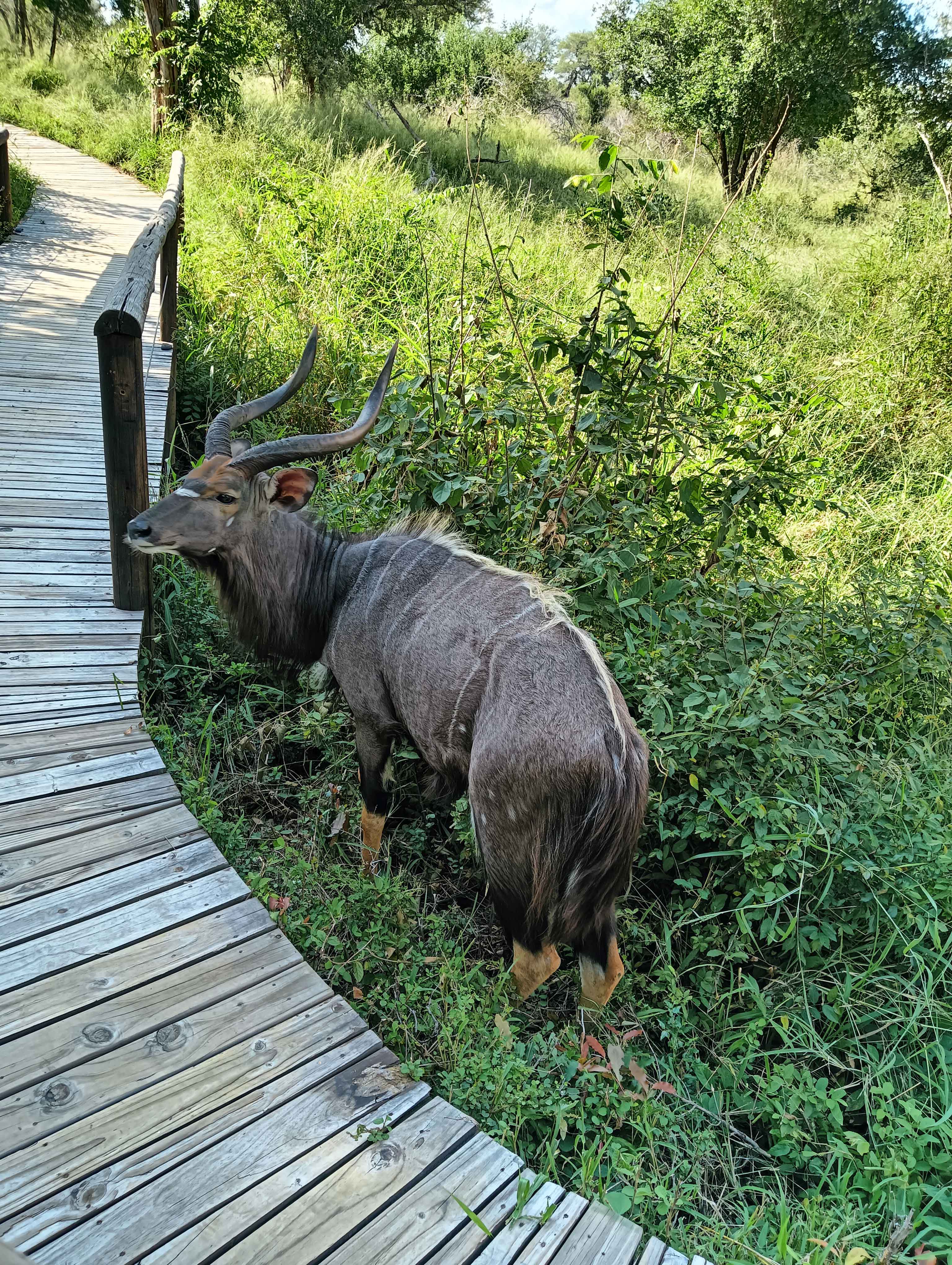 Nyala Bull